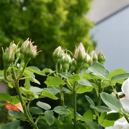 Hof Elf Apartman Ursensollen