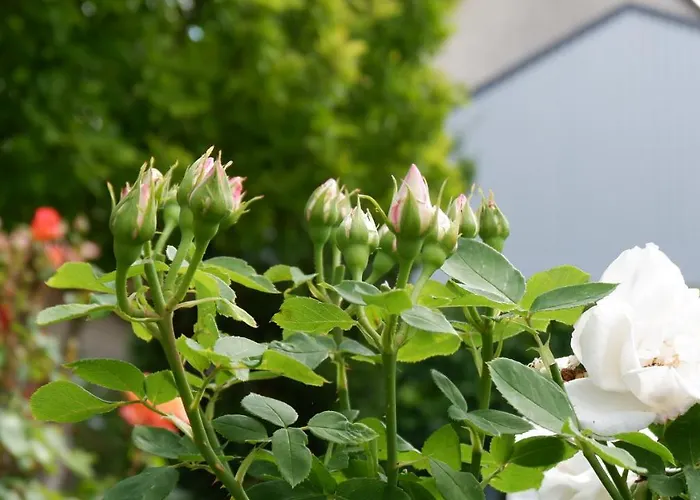 Hof Elf Apartman Ursensollen